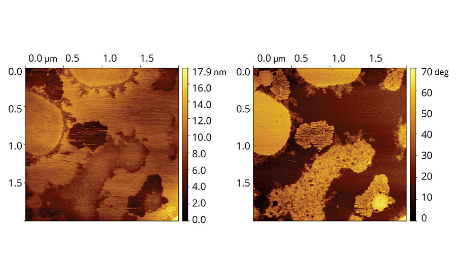 地形和相位图像包含合并C乙丙共聚乳胶膜。