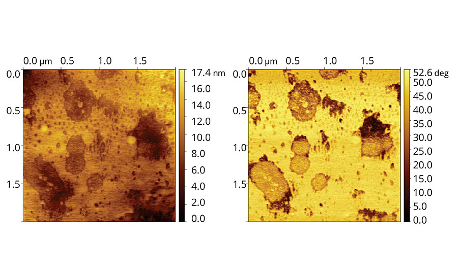 地形(左)和阶段(右)乙丙共聚乳胶膜的图像包含8 php的接合的D。