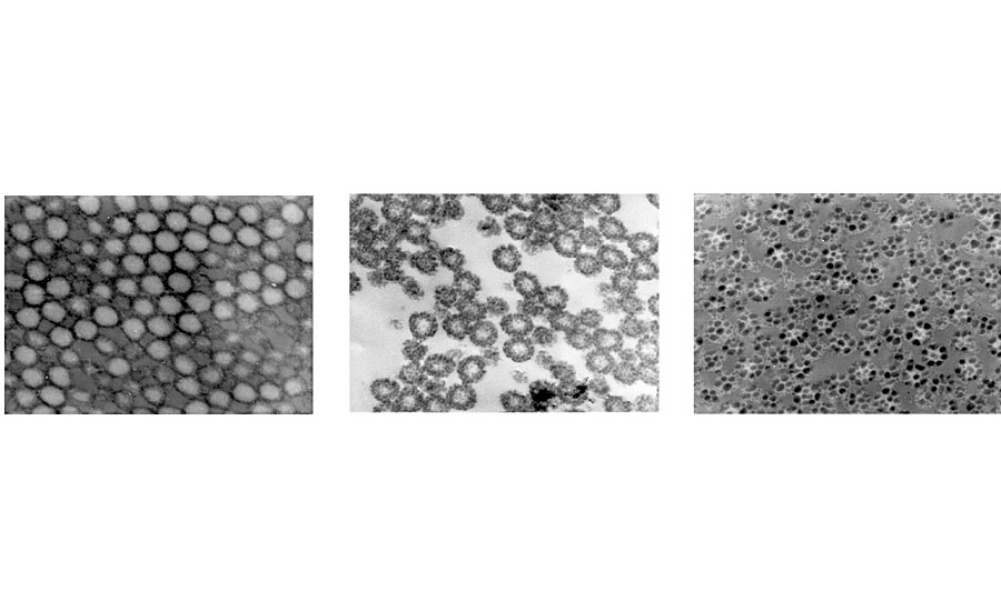 反应条件变化对乳胶粒子结构影响的一个例子，这里显示的是苯乙烯/丙烯酸乳胶粒子的透射电子显微图