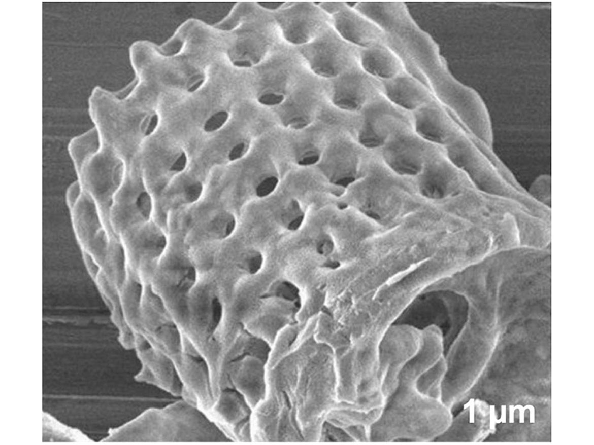 硅藻10-50微米。
