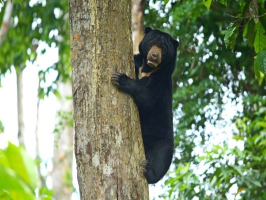 婆罗洲马来熊保护中心