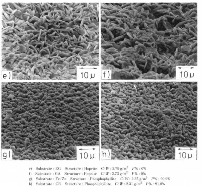 各种钢板锌磷化后的SEM显微图。